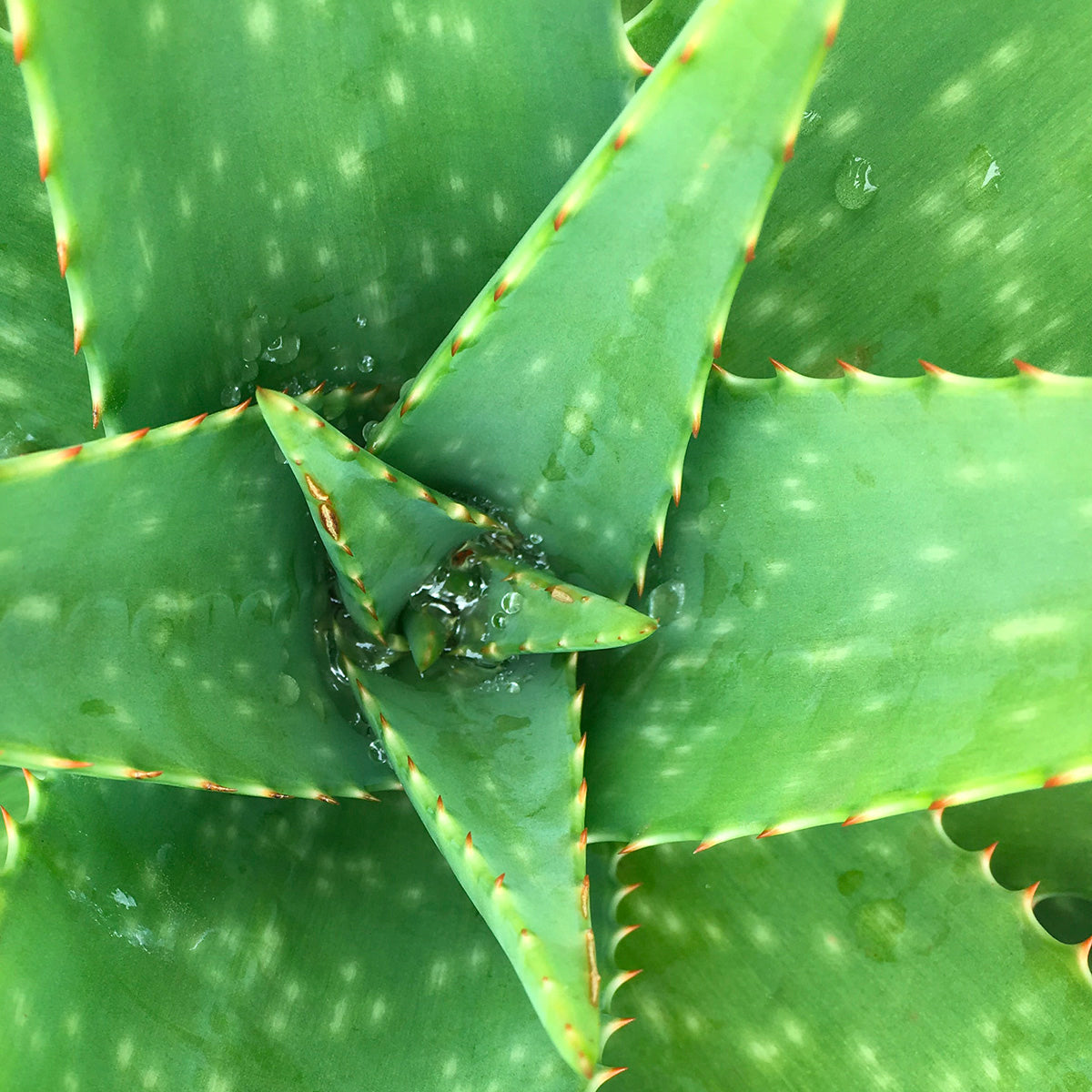 Gel Coiffant Enfant Mulato 100 ML