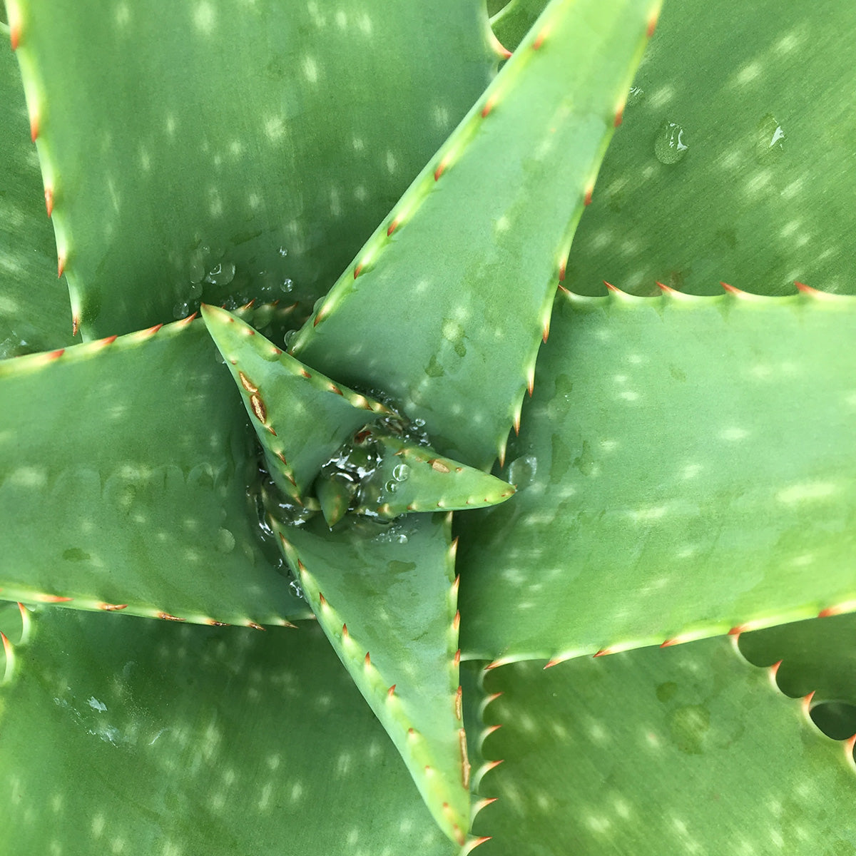 Shampoing Douceur Enfant Mulato 300 ML