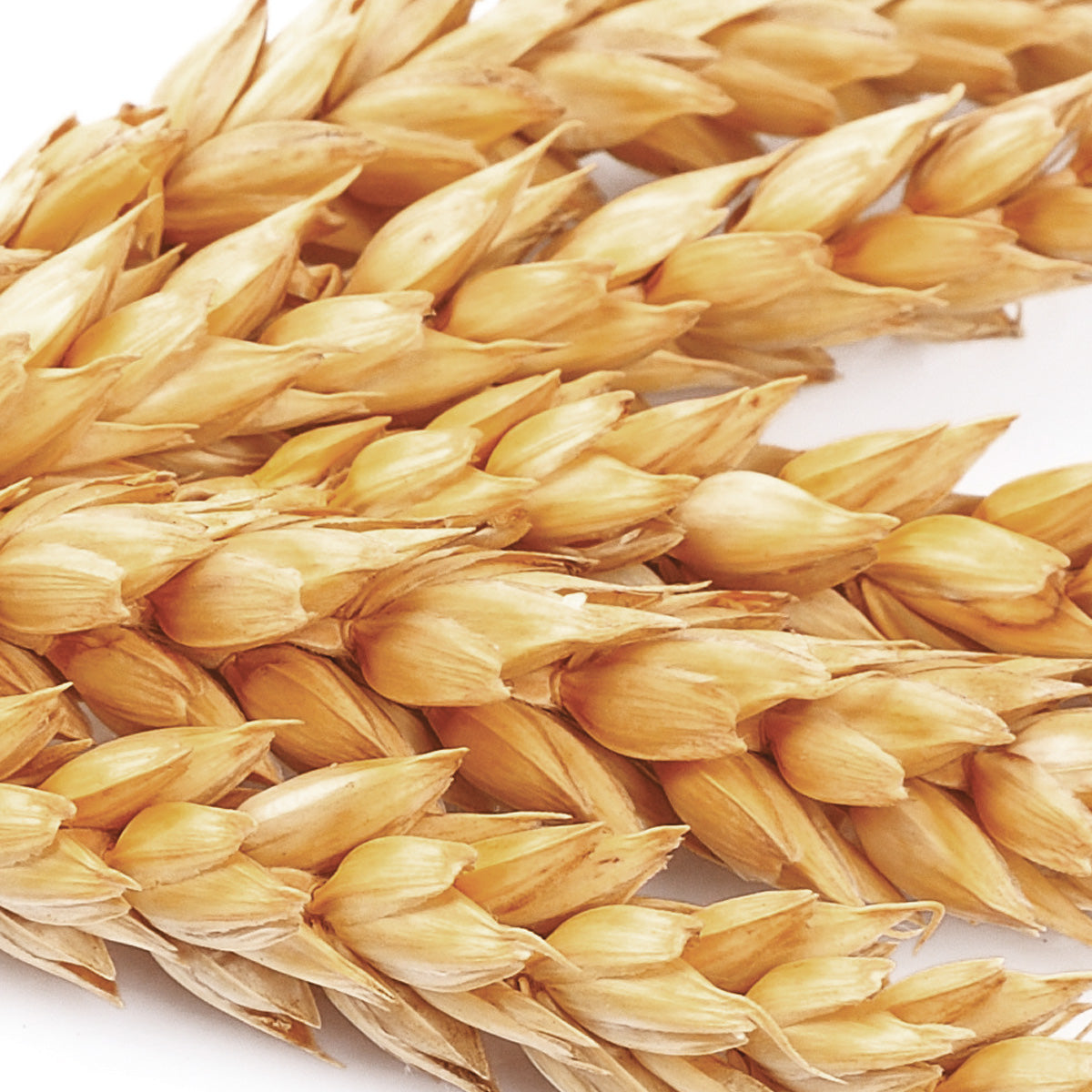 Shampoing Nutritif Cheveux Secs Mulato 500 ML