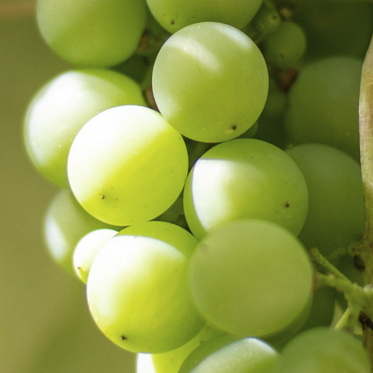 Sérum Réparateur Mulato 30 ML